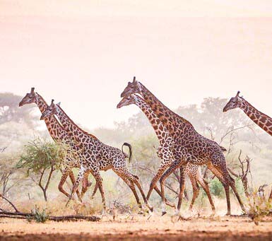 View Giraffes on a Luxury Safari Kenya